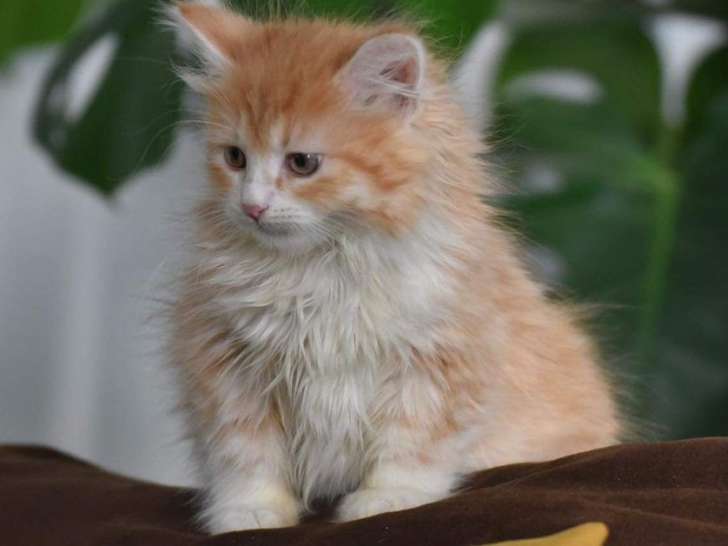 4 chatons Sibérien à la couleur crème et blanche à acheter (LOOF)