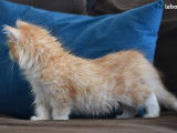 4 chatons Sibérien à la couleur crème et blanche à acheter (LOOF)