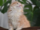 4 chatons Sibérien à la couleur crème et blanche à acheter (LOOF)