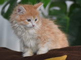 4 chatons Sibérien à la couleur crème et blanche à acheter (LOOF)