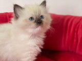 Un chaton femelle Ragdoll au pelage blanc mis en réservation (LOOF)