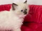 Un chaton femelle Ragdoll au pelage blanc mis en réservation (LOOF)