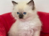 Un chaton femelle Ragdoll au pelage blanc mis en réservation (LOOF)
