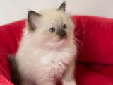 Un chaton femelle Ragdoll au pelage blanc mis en réservation (LOOF)