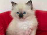 Un chaton femelle Ragdoll au pelage blanc mis en réservation (LOOF)