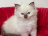 Un chaton femelle Ragdoll au pelage blanc (LOOF) &agrave; r&eacute;server