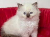 Un chaton femelle Ragdoll au pelage blanc (LOOF) &agrave; r&eacute;server