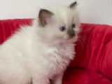 Un chaton femelle Ragdoll au pelage blanc (LOOF) &agrave; r&eacute;server