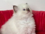 Un chaton femelle Ragdoll au pelage blanc (LOOF) &agrave; r&eacute;server