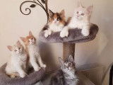 Chatons Maine Coon (LOOF) disponibles &agrave; la vente