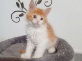 Chatons Maine Coon (LOOF) disponibles &agrave; la vente
