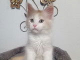 Chatons Maine Coon (LOOF) disponibles &agrave; la vente