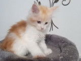 Chatons Maine Coon (LOOF) disponibles &agrave; la vente