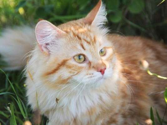 Un chat mâle Sibérien roux de 13 mois mis en vente (LOOF)