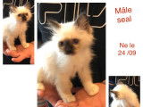 Chatons Sacré de Birmanie (non LOOF) disponibles à l'achat