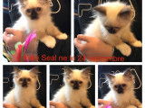 Chatons Sacré de Birmanie (non LOOF) disponibles à l'achat