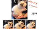 Chatons Sacré de Birmanie (non LOOF) disponibles à l'achat