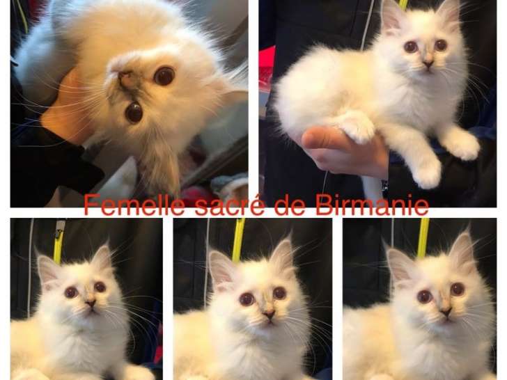 Chatons Sacre De Birmanie Non Loof Disponibles A L Achat Petite Annonce Chat