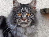 Chat femelle Maine Coon au pelage tricolore (non LOOF) &agrave; vendre