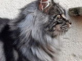 Chat femelle Maine Coon au pelage tricolore (non LOOF) &agrave; vendre