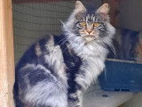Chat femelle Maine Coon au pelage tricolore (non LOOF) &agrave; vendre