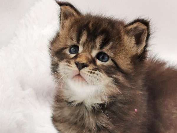 À réserver 4 chatons Maine Coon LOOF nés en novembre 2021