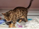 Une chatte Bengal de 6 ans née en 2015 LOOF à placer