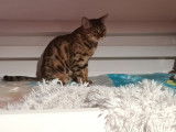 Une chatte Bengal de 6 ans née en 2015 LOOF à placer