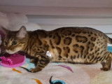 Une chatte Bengal de 6 ans née en 2015 LOOF à placer