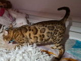 Une chatte Bengal de 6 ans née en 2015 LOOF à placer