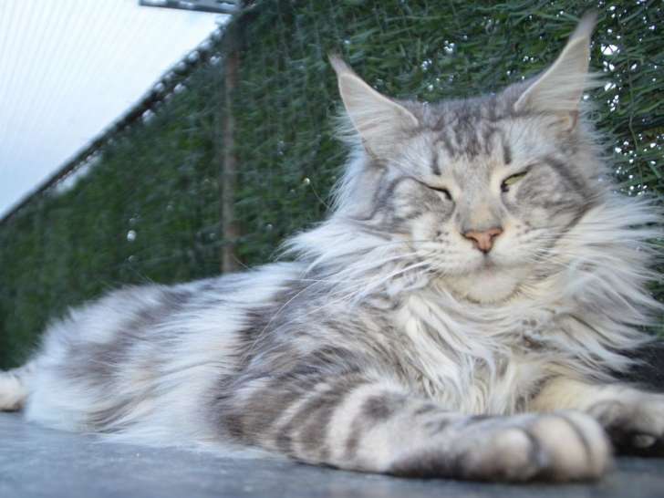 Une chatte Maine Coon silver de 4 ans LOOF née en novembre 2017 à céder