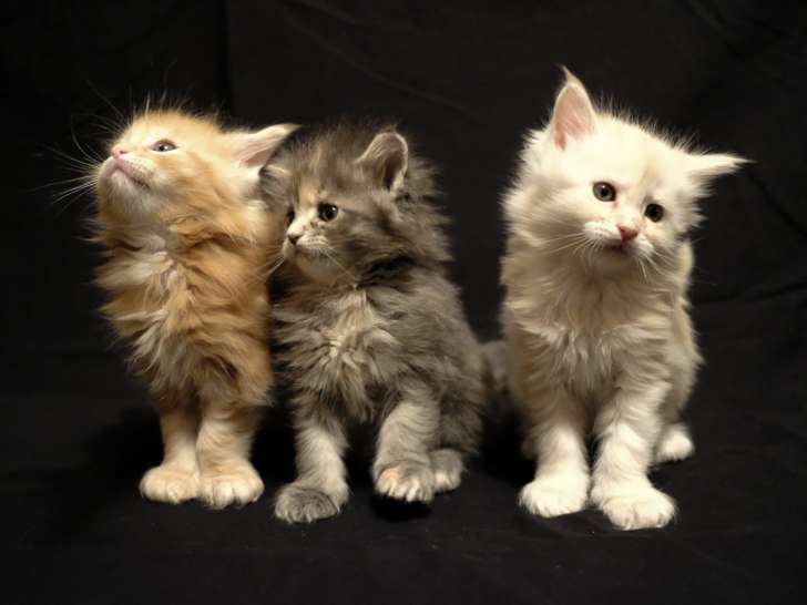 Les 3 petits coeurs