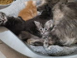 Chatons de race Maine Coon à vendre (1 femelle & 3 mâles)