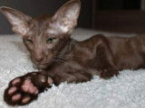 1 chaton Oriental Shorthair mâle de septembre 2021 au pelage chocolat à vendre