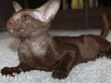1 chaton Oriental Shorthair mâle de septembre 2021 au pelage chocolat à vendre