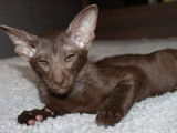 1 chaton Oriental Shorthair mâle de septembre 2021 au pelage chocolat à vendre