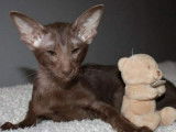 1 chaton Oriental Shorthair mâle de septembre 2021 au pelage chocolat à vendre