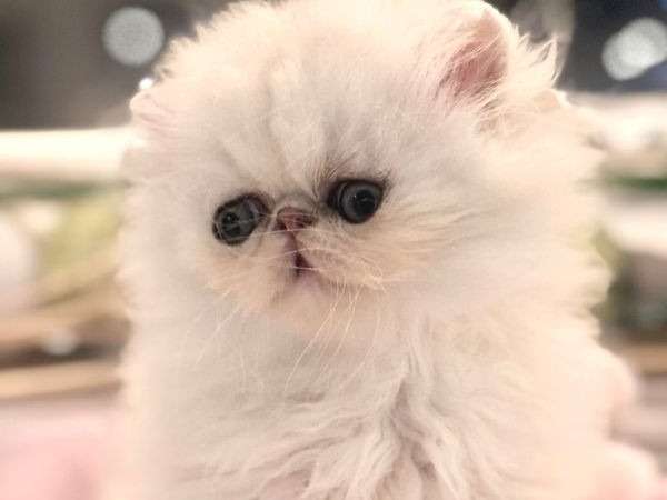 Cinq chatons Persan LOOF blancs d’octobre 2021 disponibles à la vente
