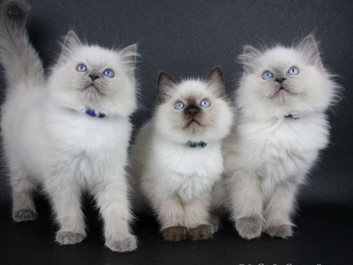 3 chatons Ragdoll blancs  LOOF disponibles à l'achat