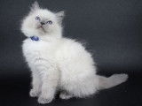 3 chatons Ragdoll blancs  LOOF disponibles à l'achat
