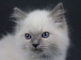 3 chatons Ragdoll blancs  LOOF disponibles à l'achat