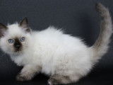 3 chatons Ragdoll blancs  LOOF disponibles à l'achat