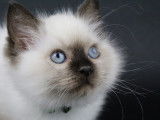 3 chatons Ragdoll blancs  LOOF disponibles à l'achat