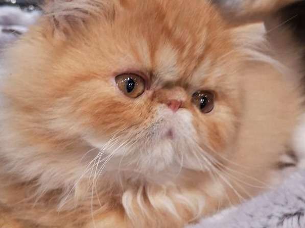 À vendre : chaton Persan mâle de couleur roux (LOOF)