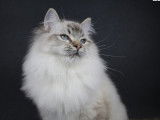 À vendre : un chaton Ragdoll LOOF mâle à la robe blanche