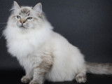 À vendre : un chaton Ragdoll LOOF mâle à la robe blanche