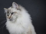 À vendre : un chaton Ragdoll LOOF mâle à la robe blanche