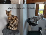 Chat Bengal LOOF noir silver disponible pour saillie