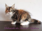 &Agrave; vendre chatonne Maine Coon n&eacute;e en septembre 2021 LOOF