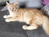 Chaton Norvégien rouge smoke LOOF disponible